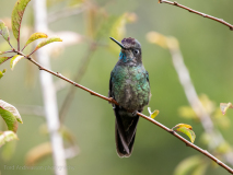 Talamanca Hummingbird
