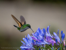 Stripe-tailed Hummingbird