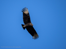 Black vulture