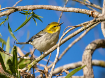Black-throated Green Warbler