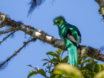 Resplendent Quetzal