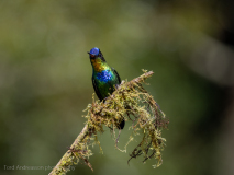 Fiery-throated Hummingbird