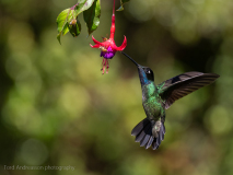 Talamanca Hummingbird
