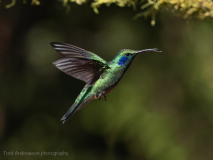 Green Violetear