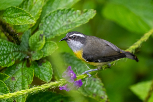 Costa Rica | Rancho Naturalista