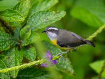 Bananaquit