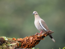 White-winged Dove