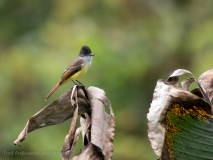 Dusky-capped Flycatcher