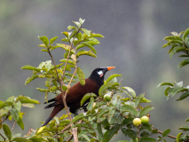 Montezuma  Oropendula
