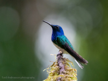 White-necked Jacobin