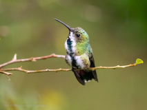 Green-breasted Mango