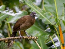 Grey-headed Chachalaca
