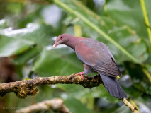 Red-billed Pigeon