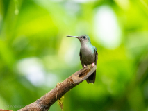 Bronze-tailed Plumeleteer,