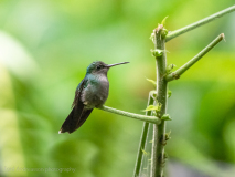 Canivet\'s Emerald