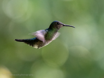 White-necked Jacobin