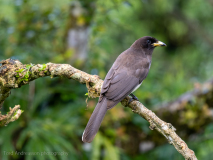 Brown Jay