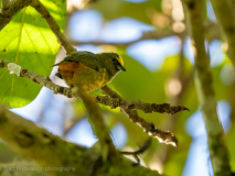 Olive-backed Euphonia