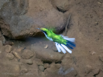 Purple-crowned Fairy