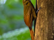 Plain-brown Woodcreeper