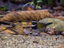 Orange-billed Sparrow