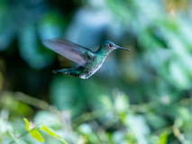 White-necked Jacobin