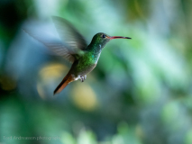 Rufous-tailed Hummingbird