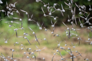 Costa Rica | Salt pans