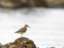 Spotted Sandpiper