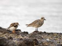 Black-bellied plover