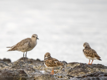 Ruddy turnstone