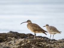 Whimbrel