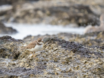 Semipalmated Plover