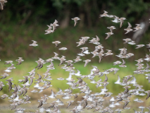Western Sandpiper