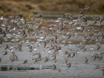 Western Sandpiper