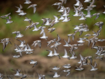 Western Sandpiper
