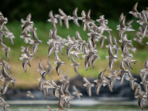 Western Sandpiper