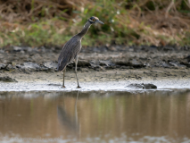 Yellow-crowned Night Heron