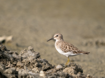 Spotted Sandpiper