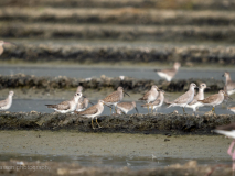 Dowitcher, Grey Plover, Red Knot