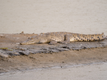 American crocodile