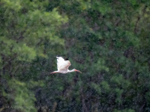 American White Ibis