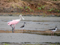 Roseate Spoonbill