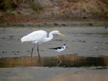 Black-necked Stilt and Great egret