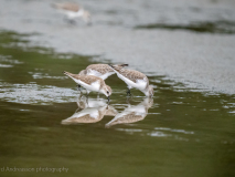Western Sandpiper