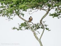 Peregrine falcon