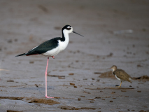 Black-necked Stilt