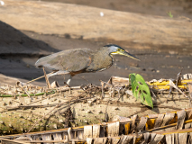 Bare-throated Tiger Heron