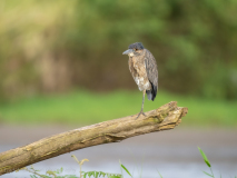 Yellow-crowned Night Heron
