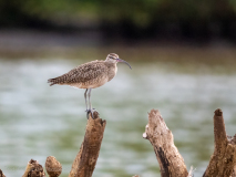 Whimbrel